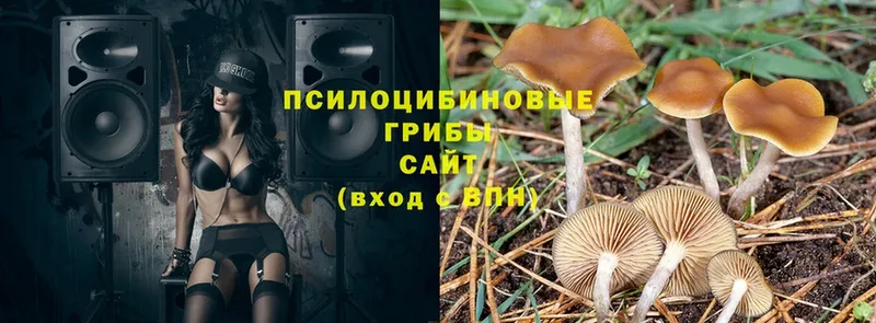 купить наркотики сайты  Каменск-Шахтинский  Галлюциногенные грибы мицелий 